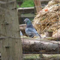 Feral Pigeon